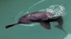 Kineski dolphin
